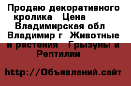 Продаю декоративного кролика › Цена ­ 500 - Владимирская обл., Владимир г. Животные и растения » Грызуны и Рептилии   